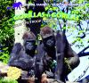 Gorillas__