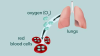 Transport_of_Oxygen_by_Haemoglobin__IB___OUP_Biology_