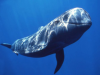 Pity_the_Pilot_Whale