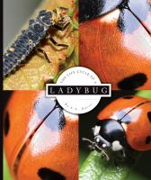 The_life_cycle_of_a_ladybug